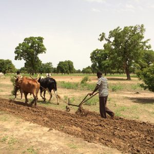 Agricultural work, sesame channel, Mali